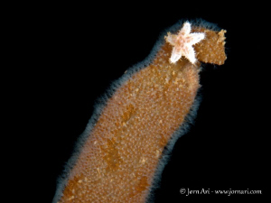 From todays nightdive in Denmark by Jorn Ari 